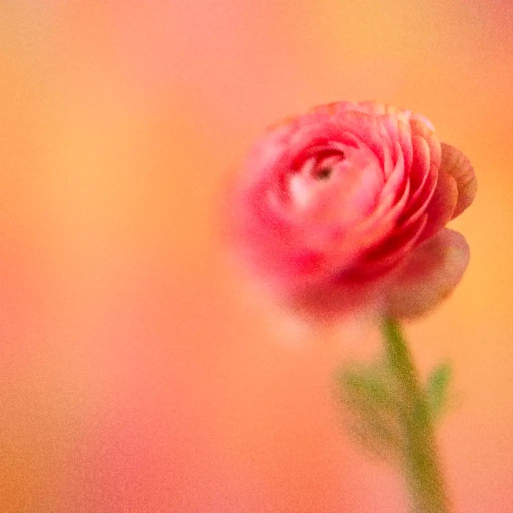 Soft pink flower